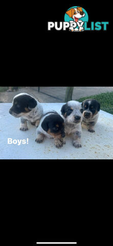 Doxie Heeler&#39;s!