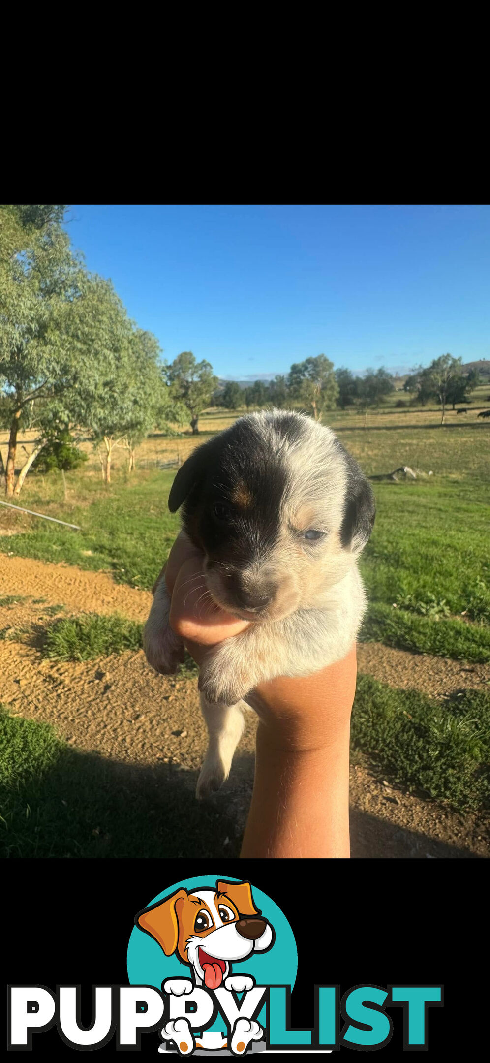 Doxie Heeler&amp;#39;s!