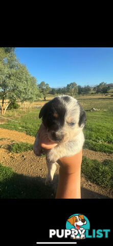 Doxie Heeler&#39;s!