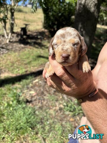 Miniature long and short hair dachshunds