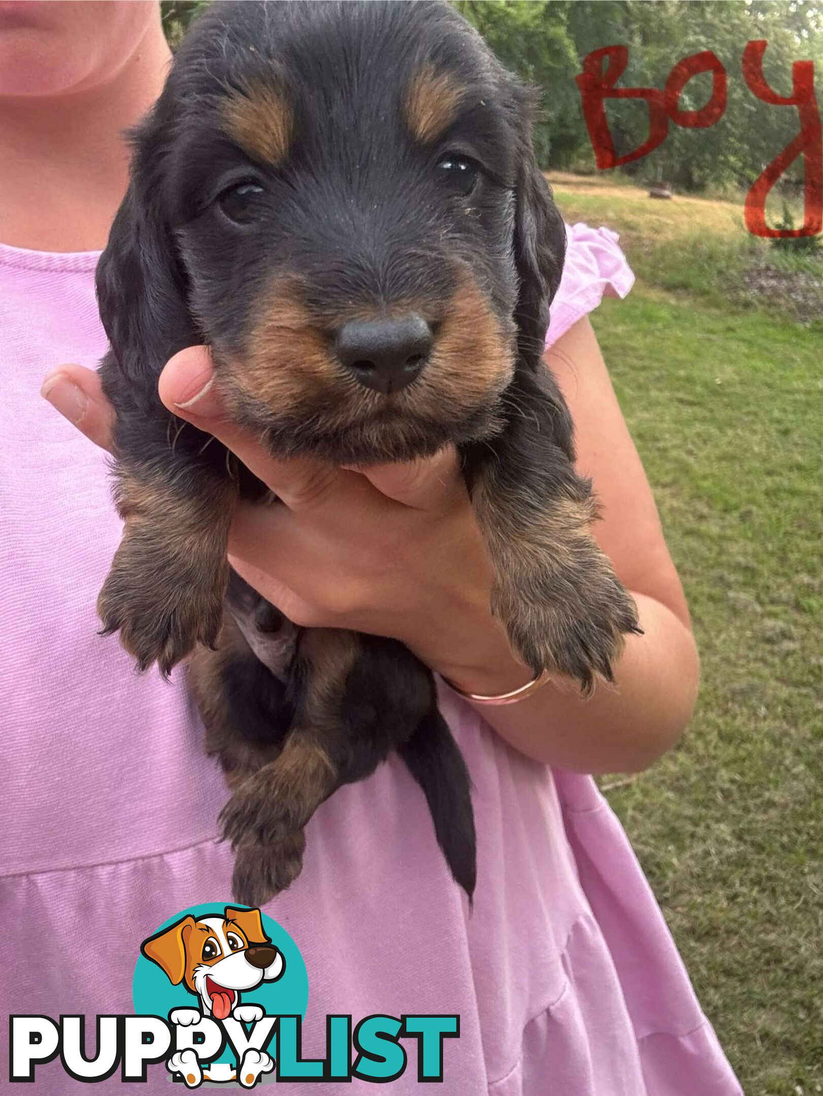 Miniature dachshund