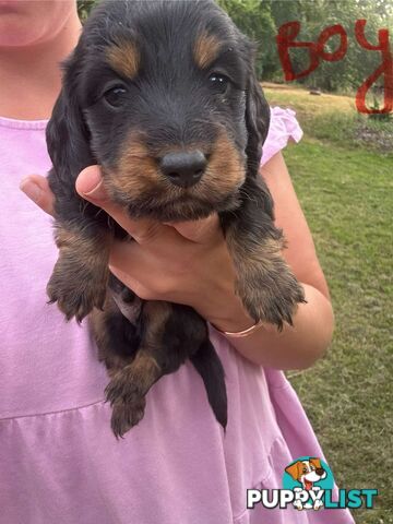 Miniature dachshund