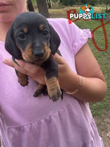 Miniature dachshund