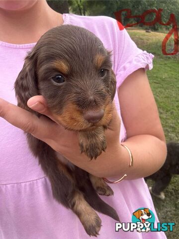 Miniature dachshund