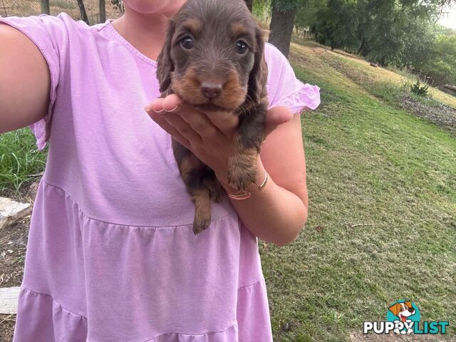 Miniature dachshund