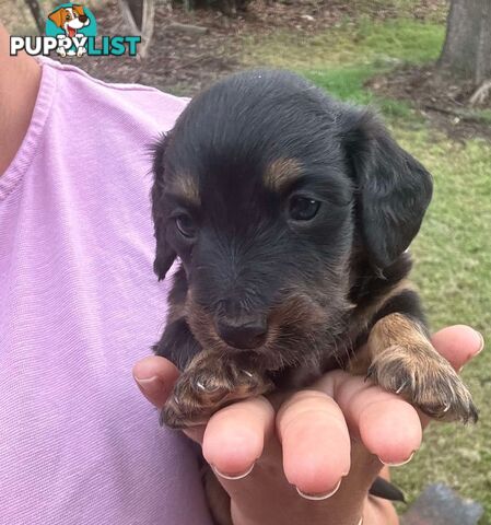 Miniature dachshund