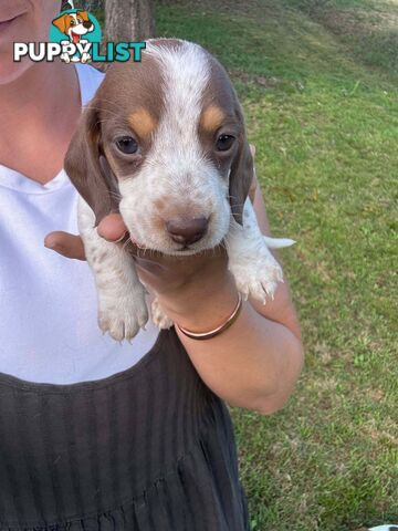 Miniature dachshund