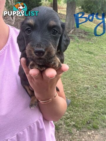 Miniature dachshund