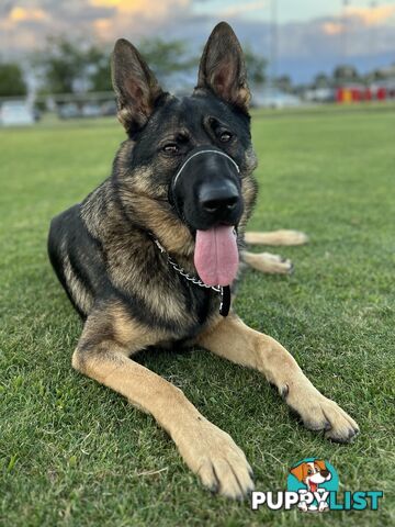 German Shepherd Purebred