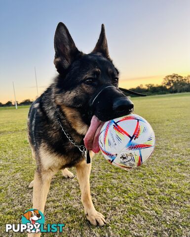 German Shepherd Purebred