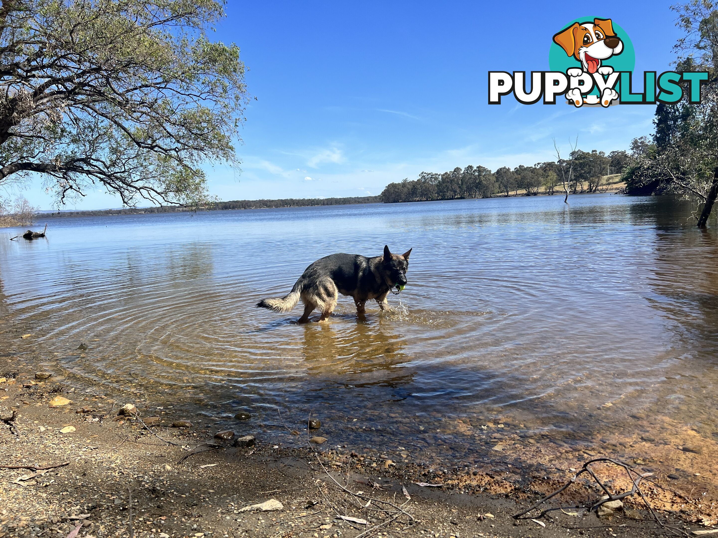 German Shepherd Purebred