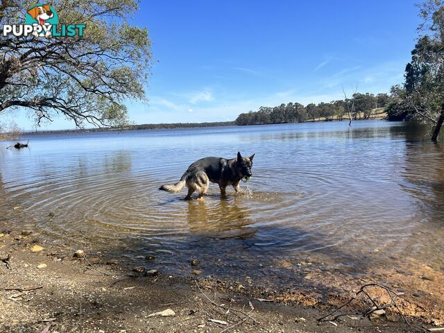 German Shepherd Purebred