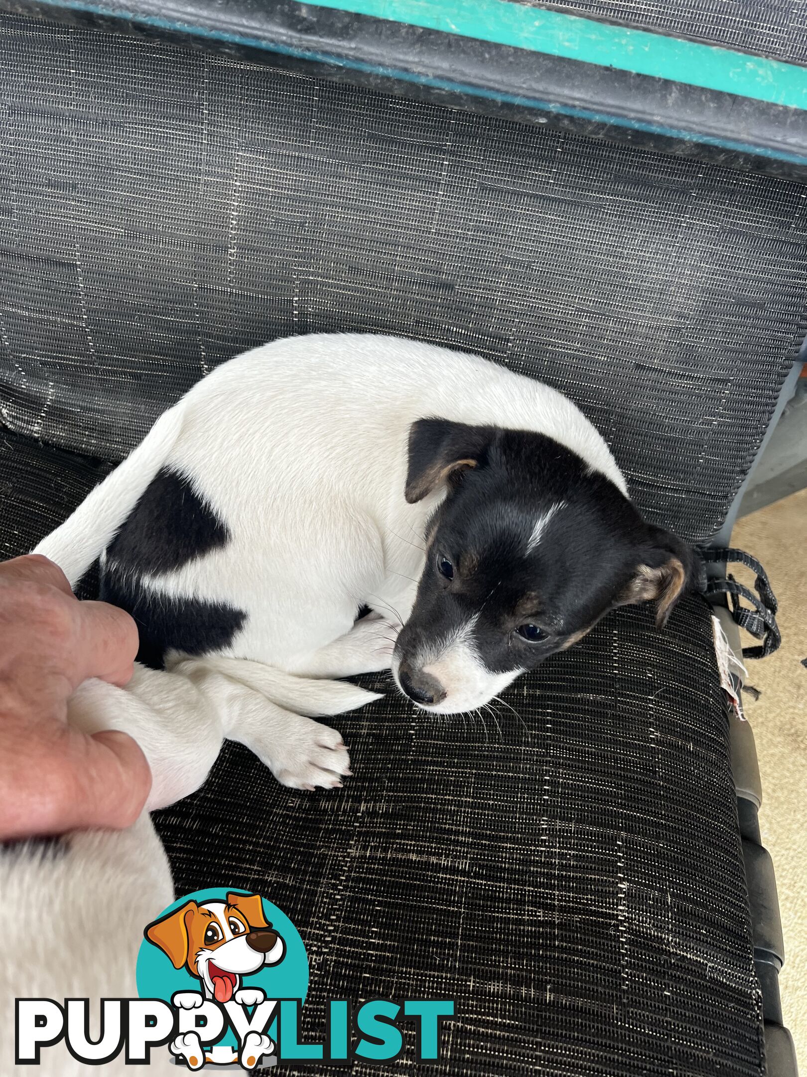 Jack Russell x Mini Foxie