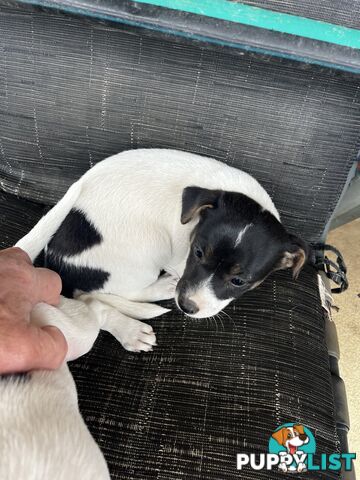 Jack Russell x Mini Foxie