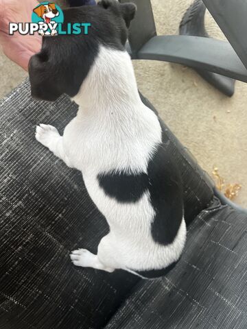 Jack Russell x Mini Foxie