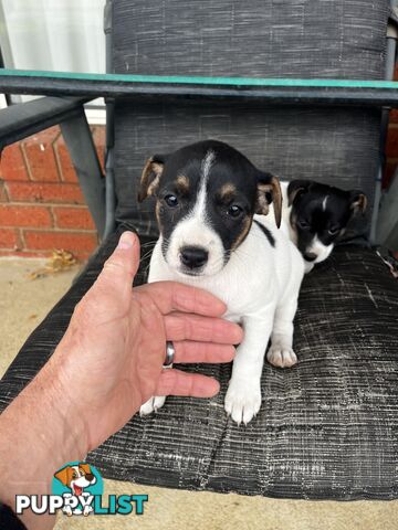 Jack Russell x Mini Foxie