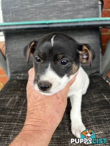 Jack Russell x Mini Foxie