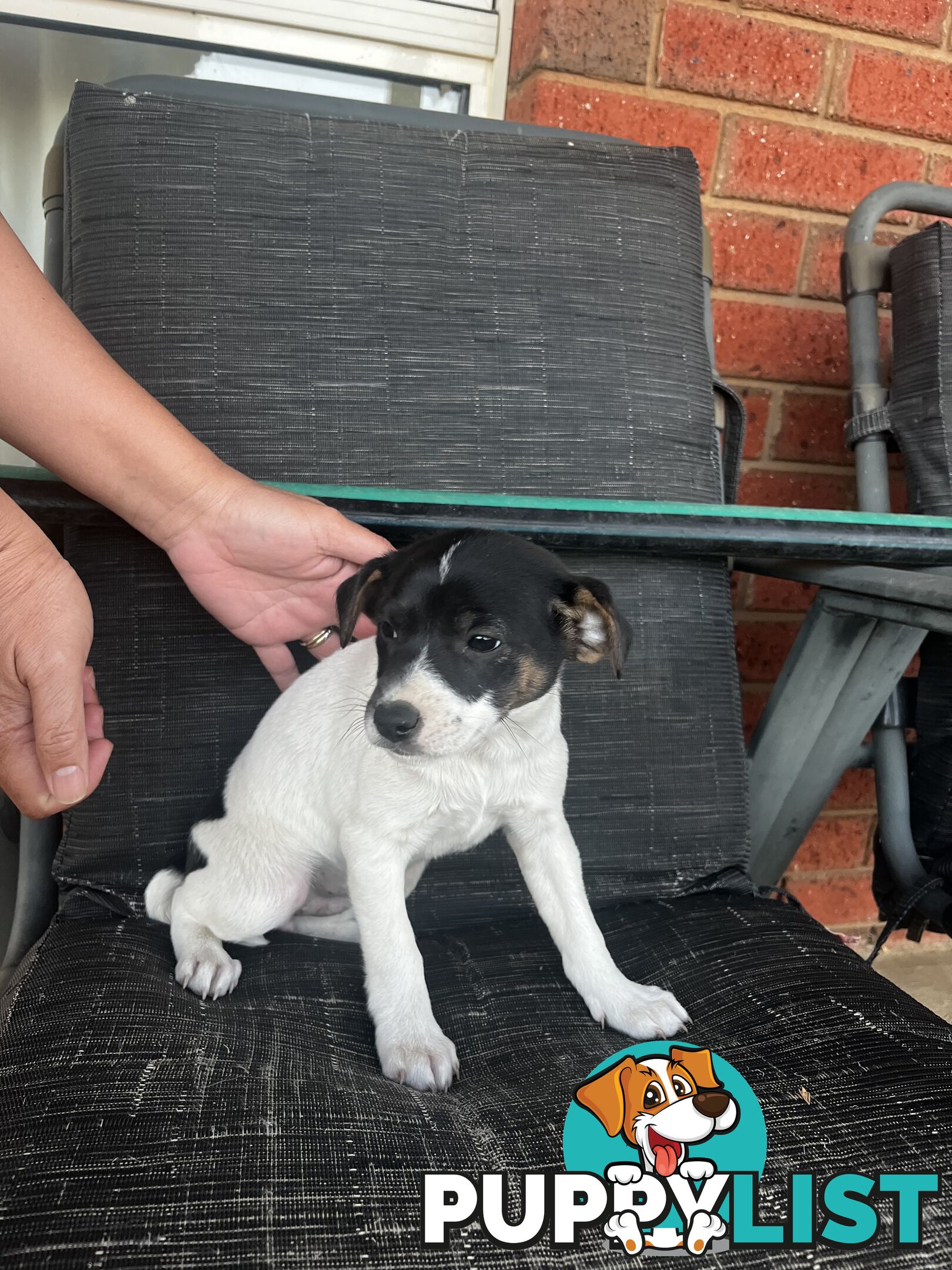 Jack Russell x Mini Foxie