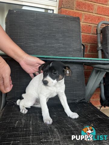 Jack Russell x Mini Foxie