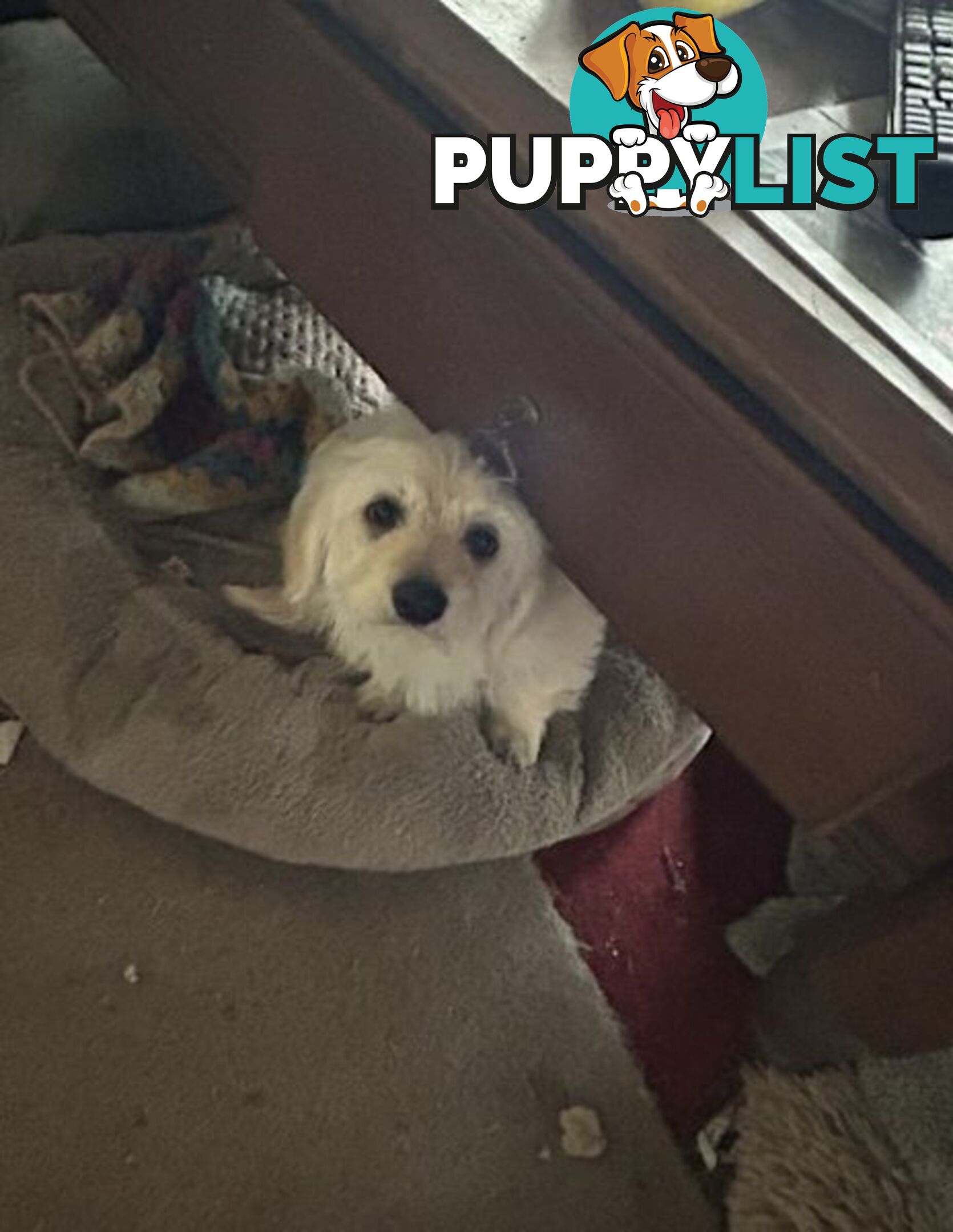 Cute Maltese shih tzu pups for sale