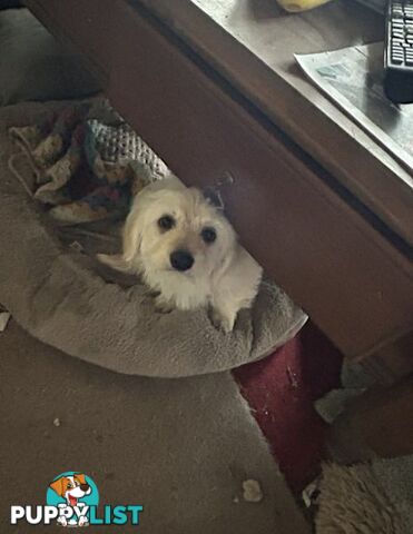Cute Maltese shih tzu pups for sale