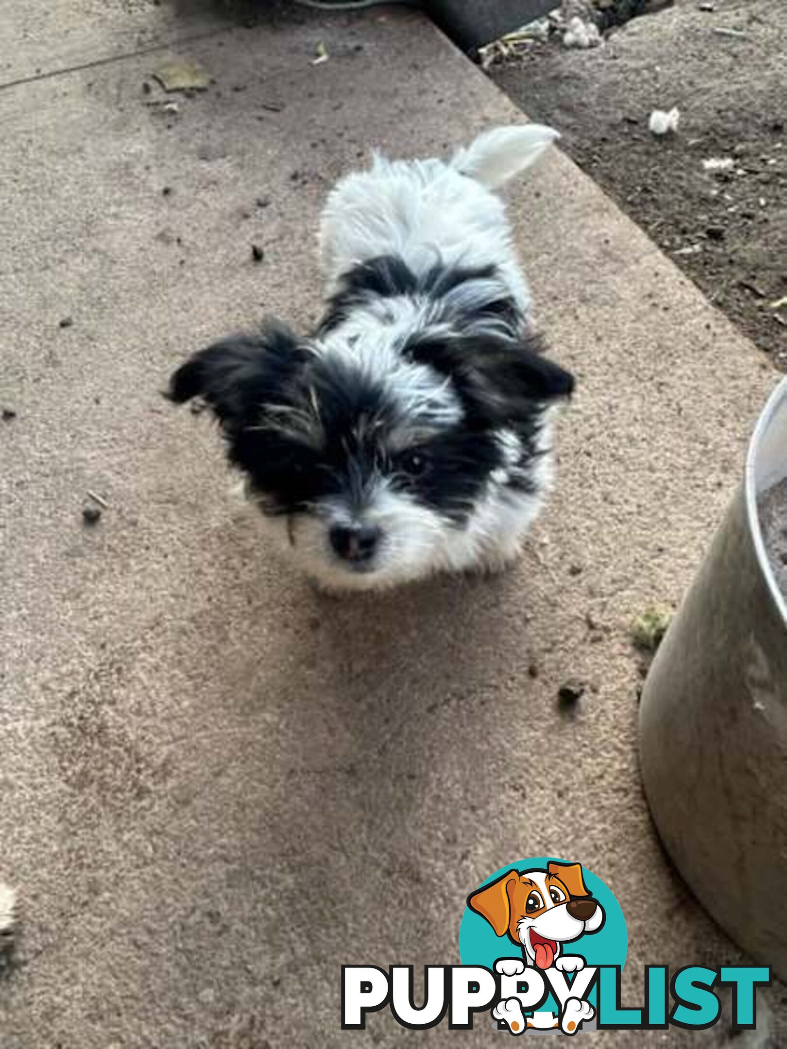 Cute Maltese shih tzu pups for sale