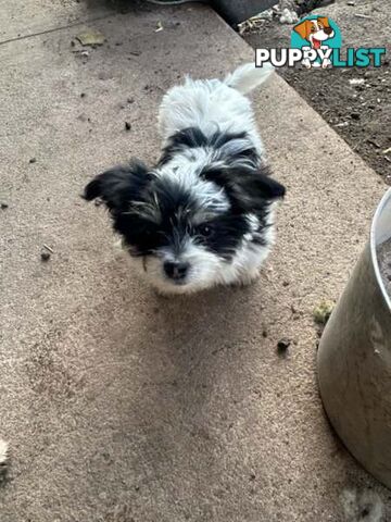 Cute Maltese shih tzu pups for sale