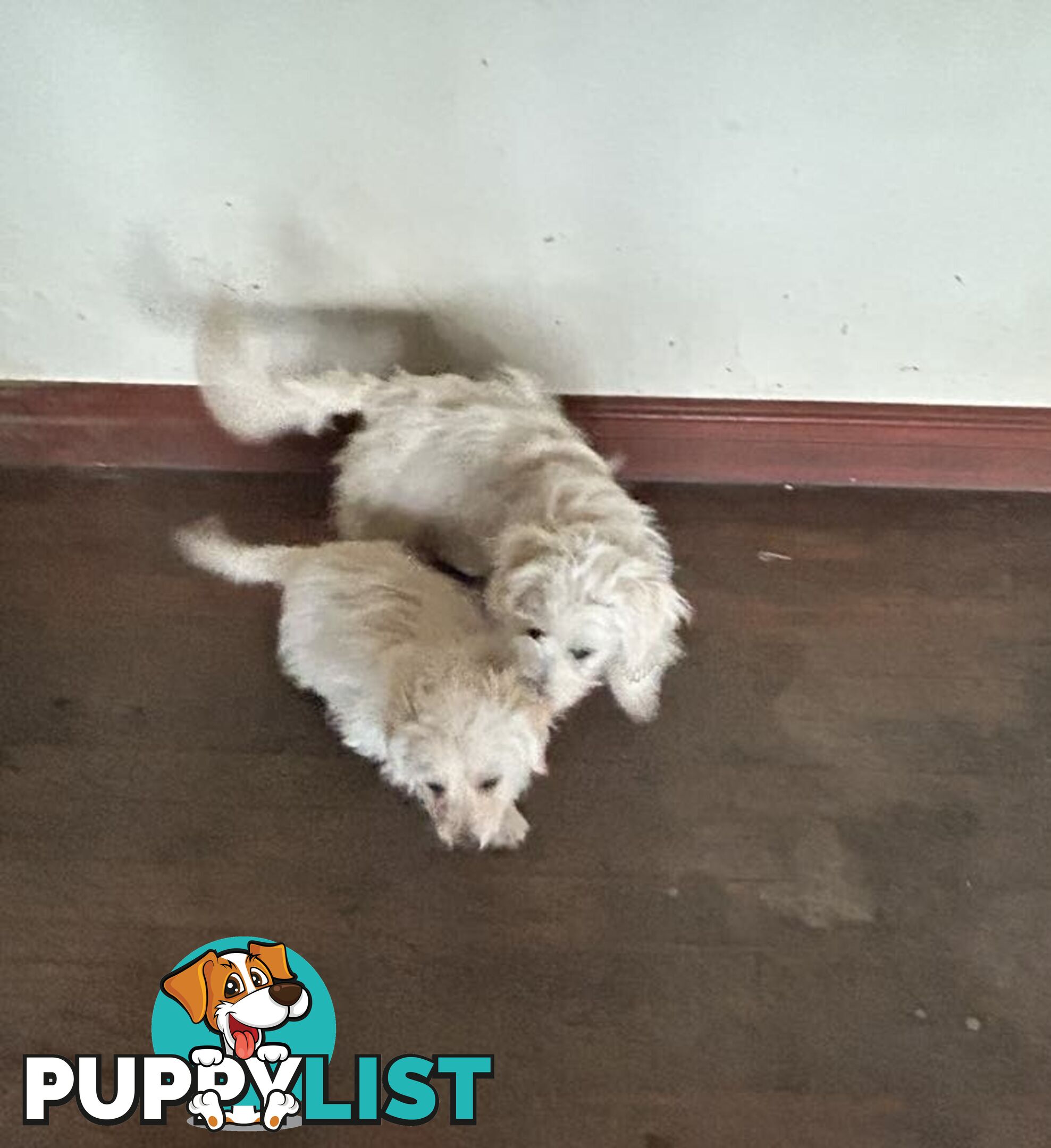 Cute Maltese shih tzu pups for sale