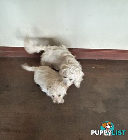 Cute Maltese shih tzu pups for sale