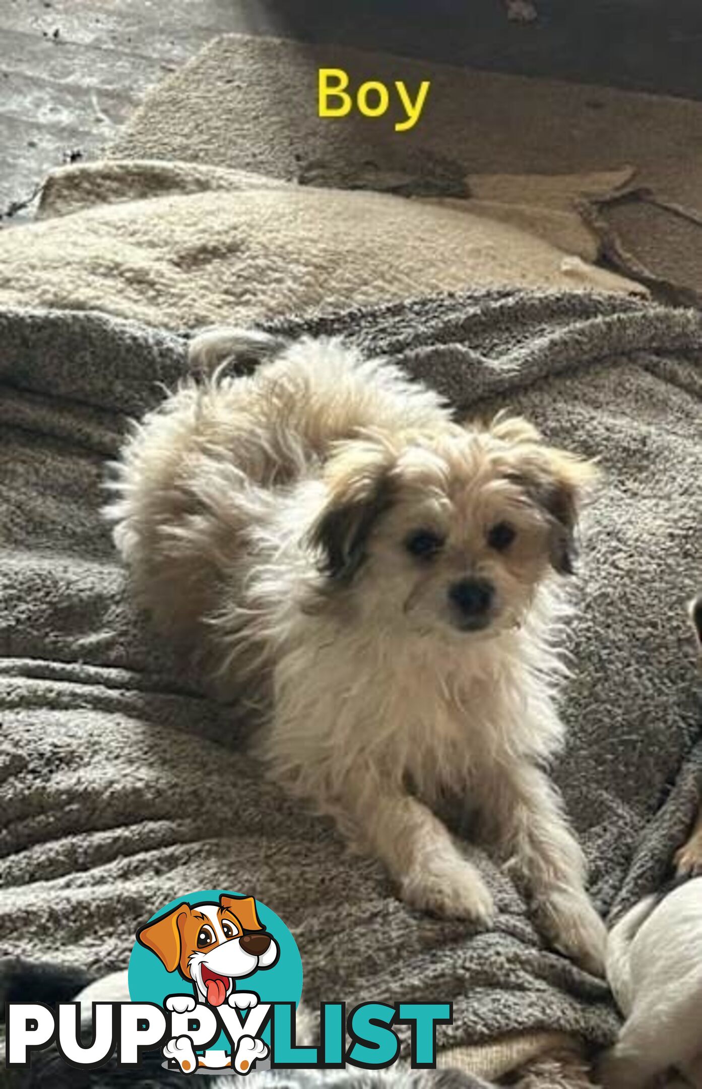 Cute Maltese shih tzu pups for sale