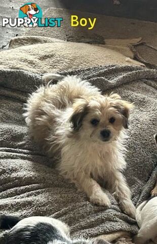 Cute Maltese shih tzu pups for sale