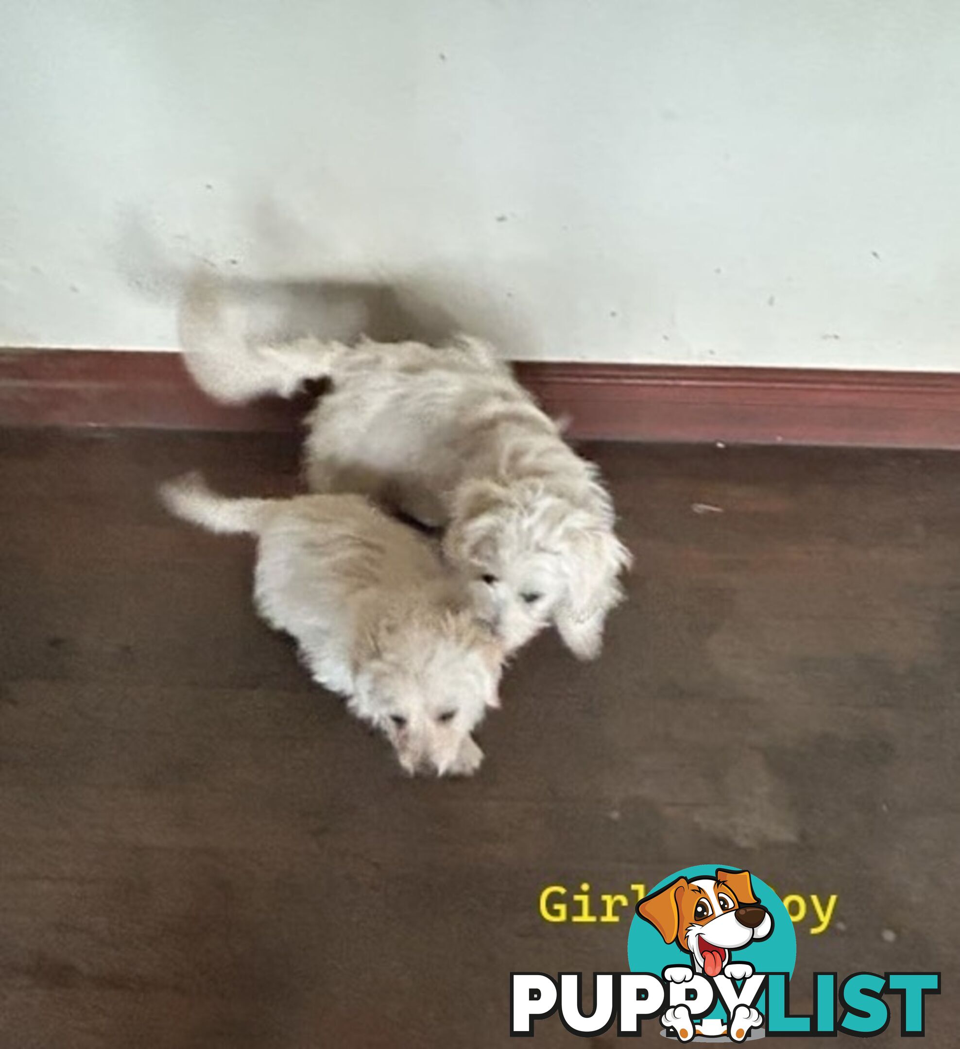 Cute Maltese shih tzu pups for sale