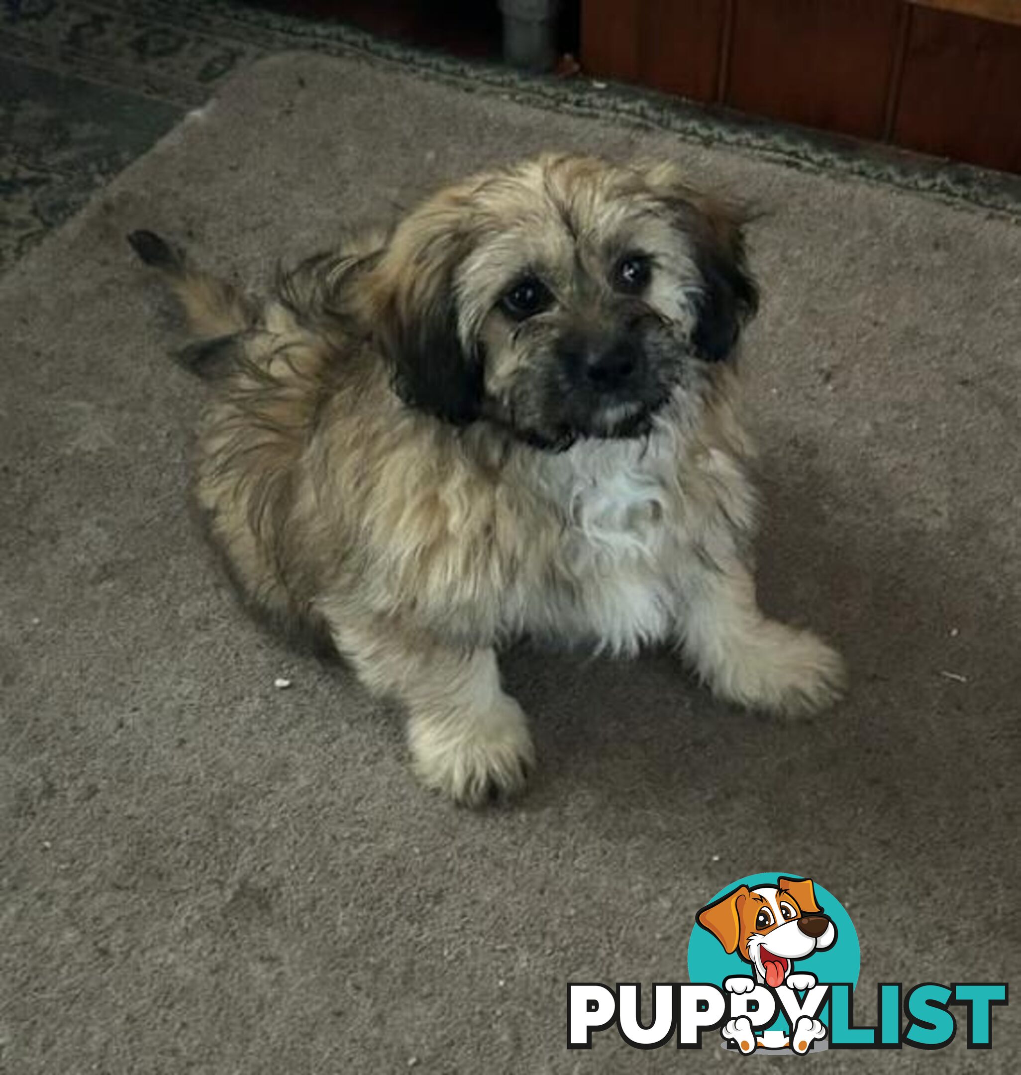 Cute Maltese shih tzu pups for sale