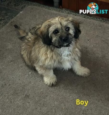 Cute Maltese shih tzu pups for sale