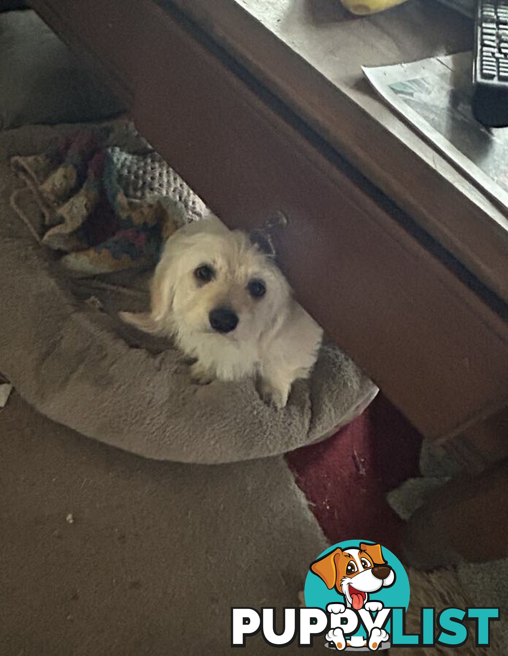 Cute Maltese shih tzu pups for sale