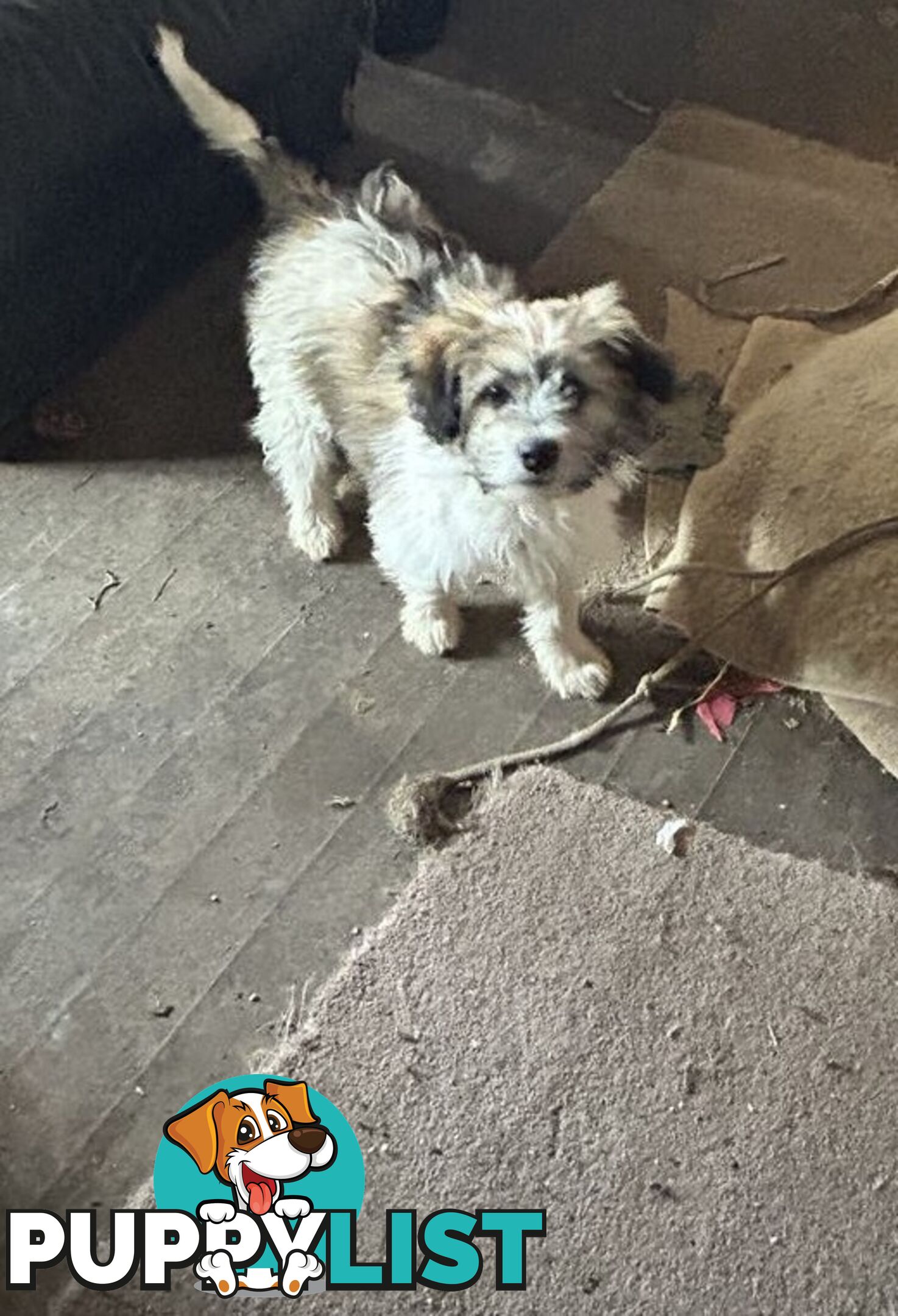 Cute Maltese shih tzu pups for sale
