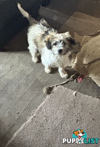 Cute Maltese shih tzu pups for sale
