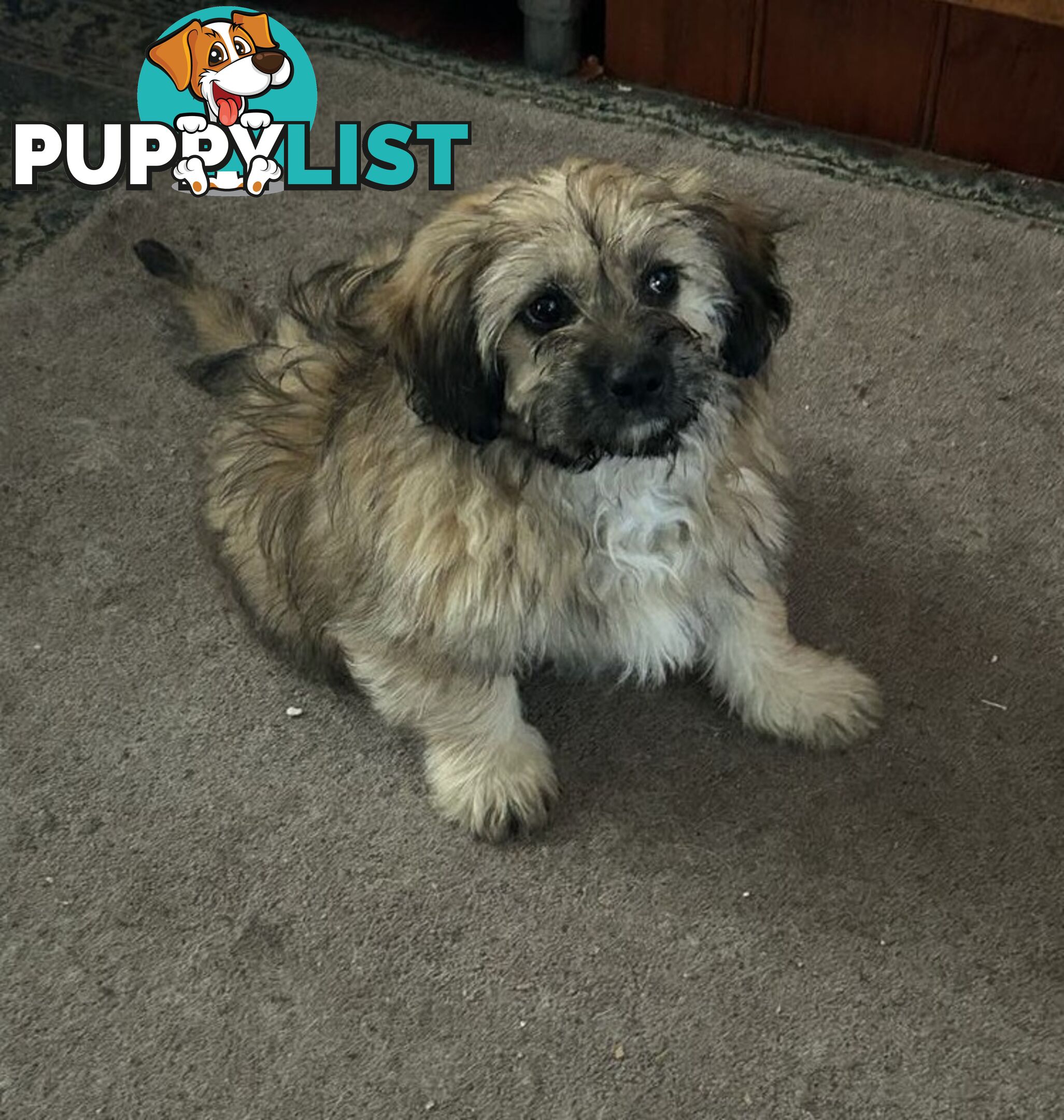 Cute Maltese shih tzu pups for sale