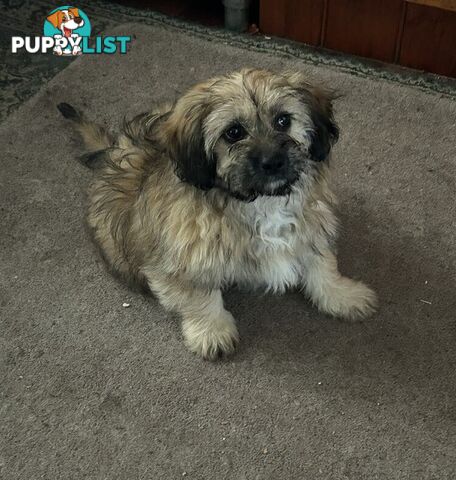 Cute Maltese shih tzu pups for sale