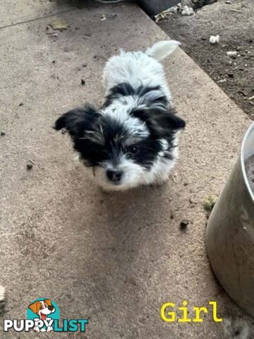 Cute Maltese shih tzu pups for sale