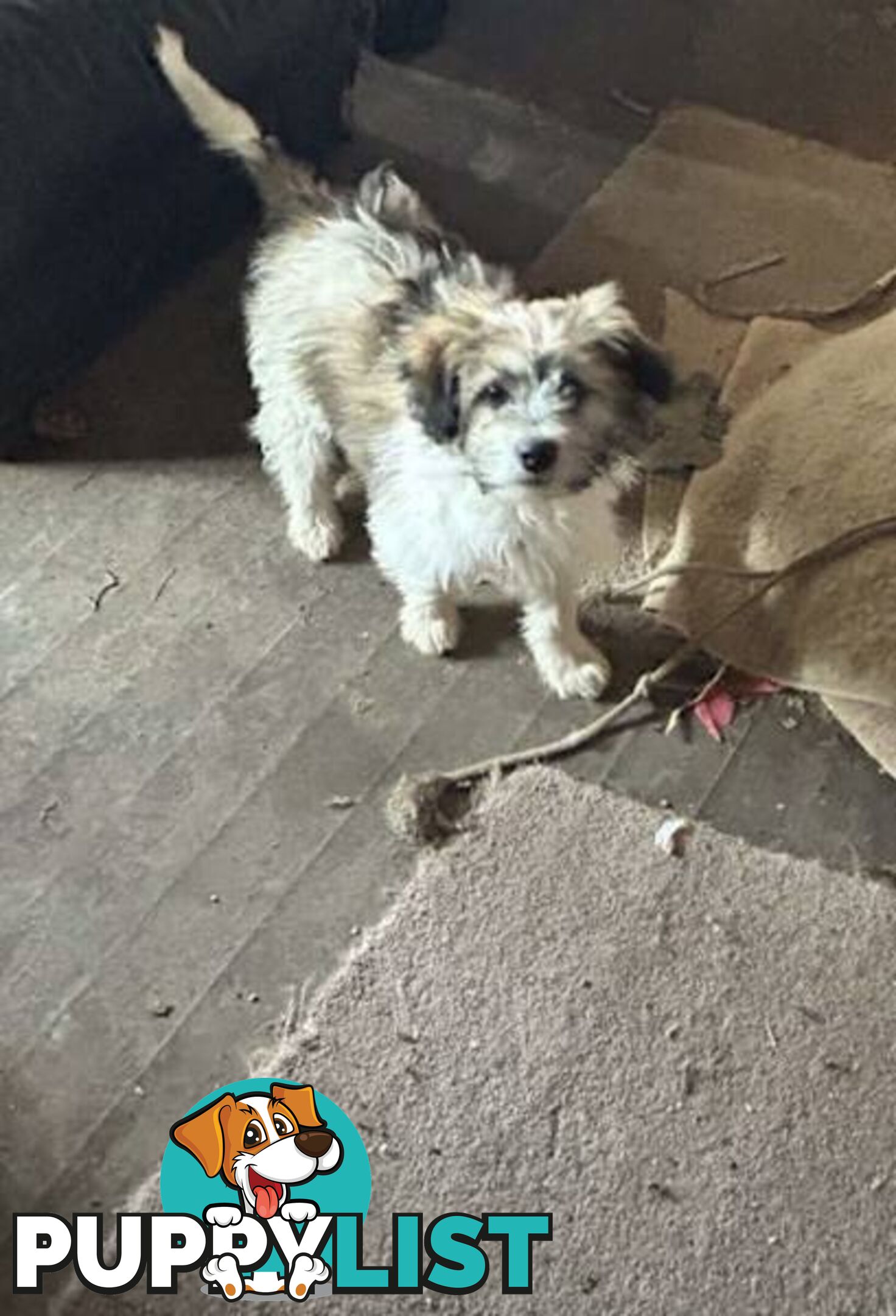 Cute Maltese shih tzu pups for sale