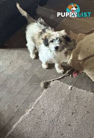 Cute Maltese shih tzu pups for sale