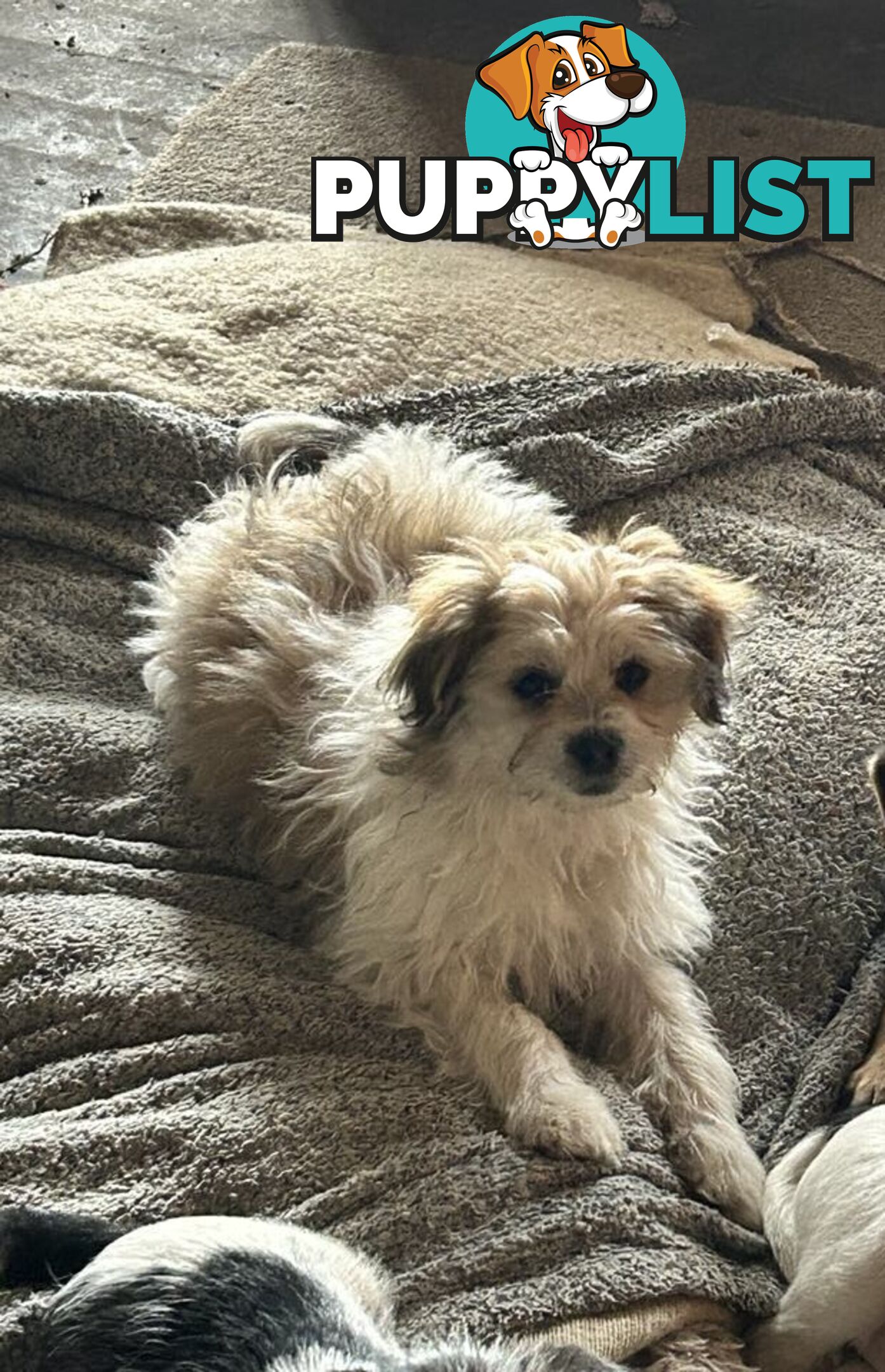 Cute Maltese shih tzu pups for sale