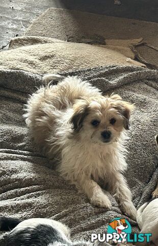 Cute Maltese shih tzu pups for sale