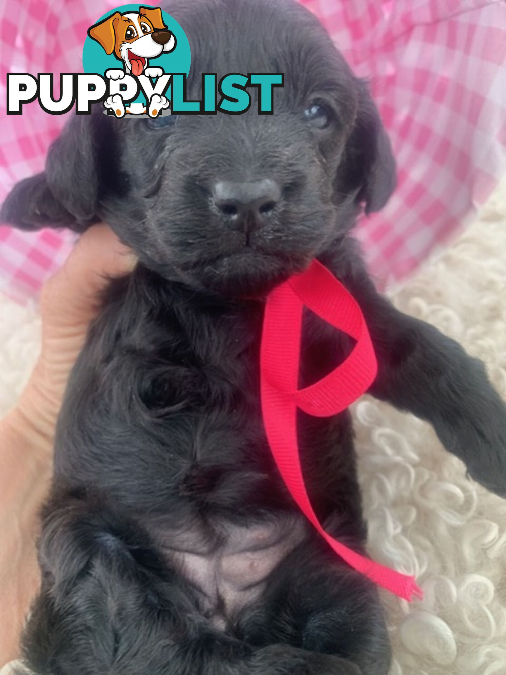 Cutest Ever!! Doxiepoo Puppies - Gorgeous little Fluff Puffs!