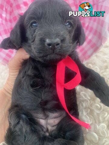 Cutest Ever!! Doxiepoo Puppies - Gorgeous little Fluff Puffs!