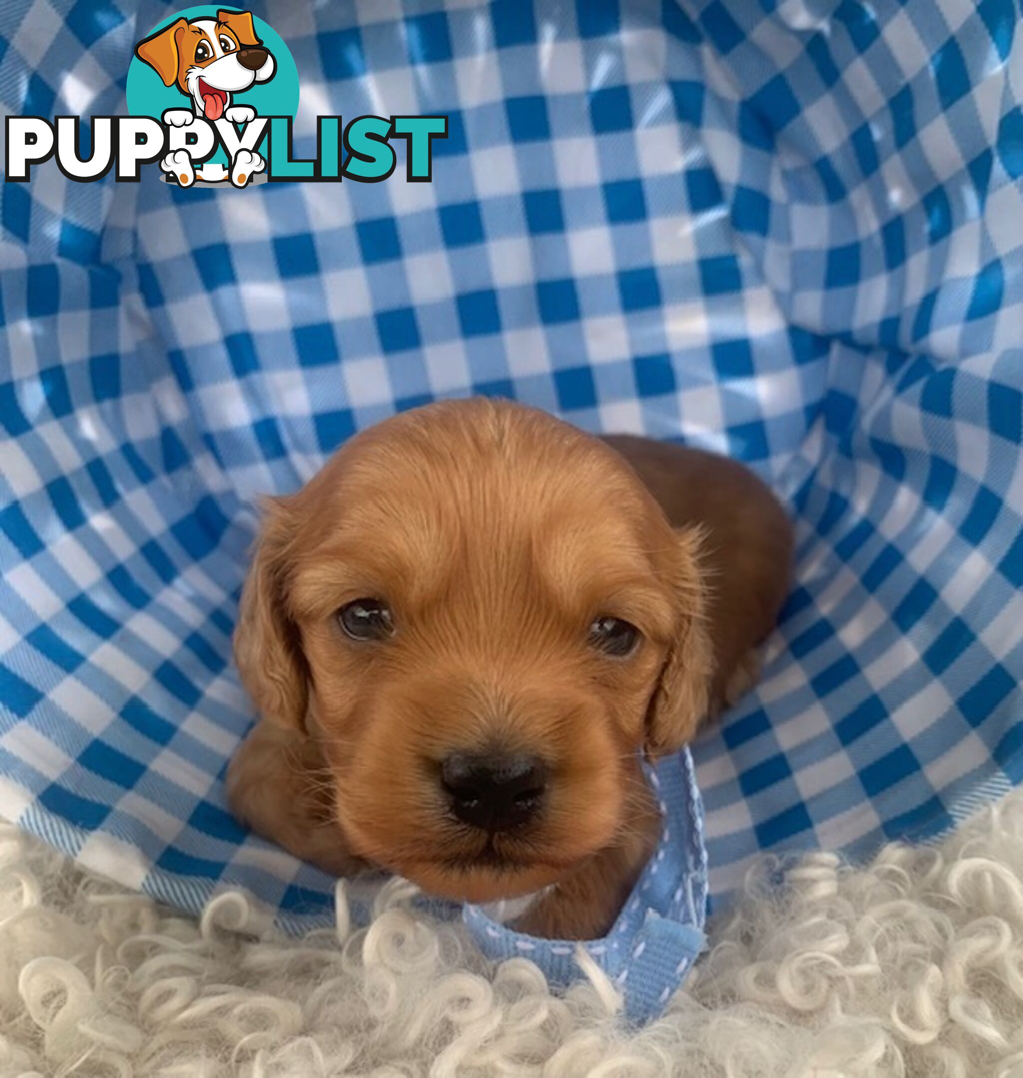 Cutest Ever!! Doxiepoo Puppies - Gorgeous little Fluff Puffs!