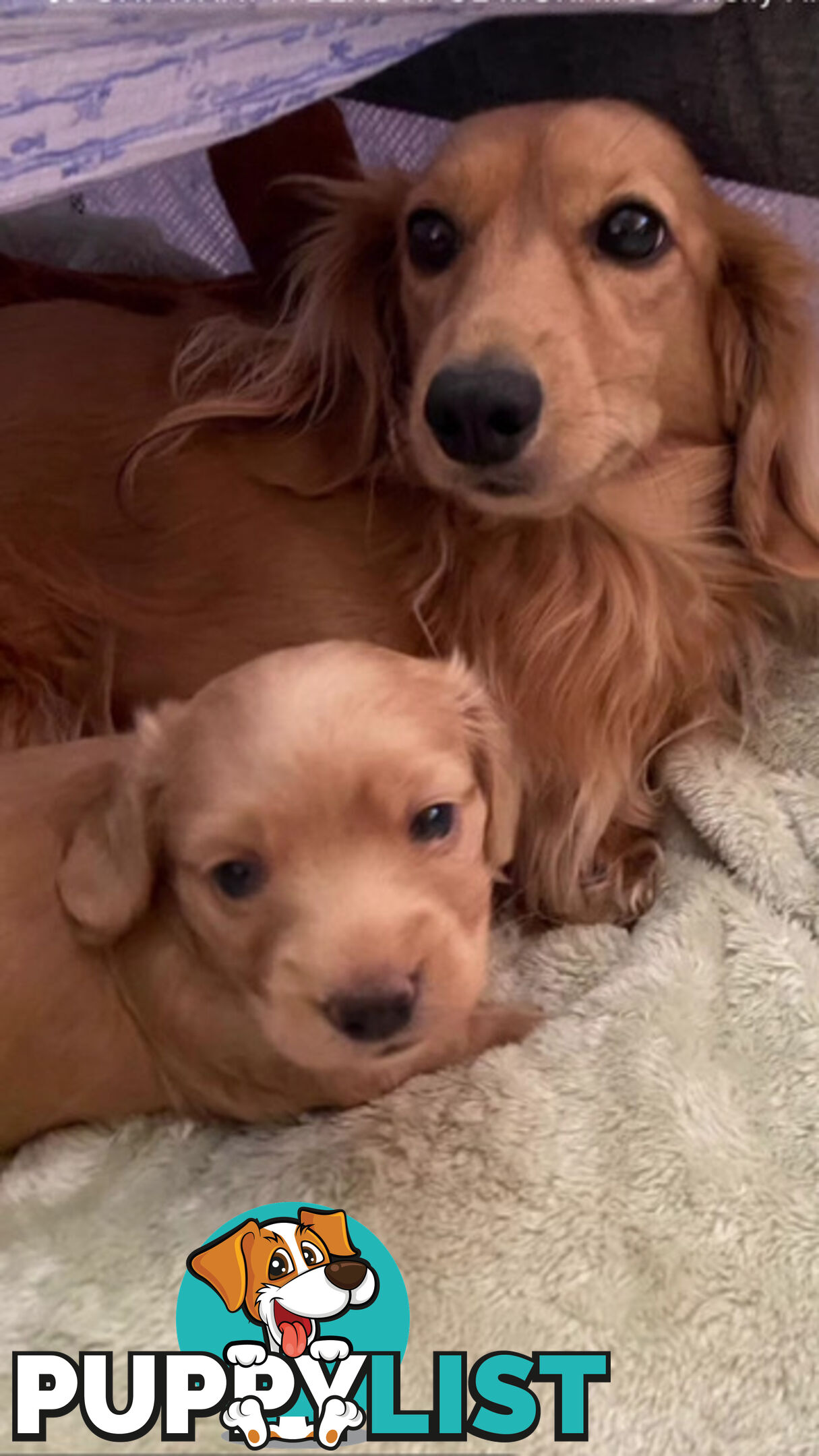 Cutest Ever!! Doxiepoo Puppies - Gorgeous little Fluff Puffs!