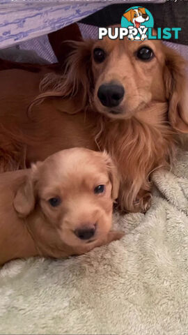 Cutest Ever!! Doxiepoo Puppies - Gorgeous little Fluff Puffs!