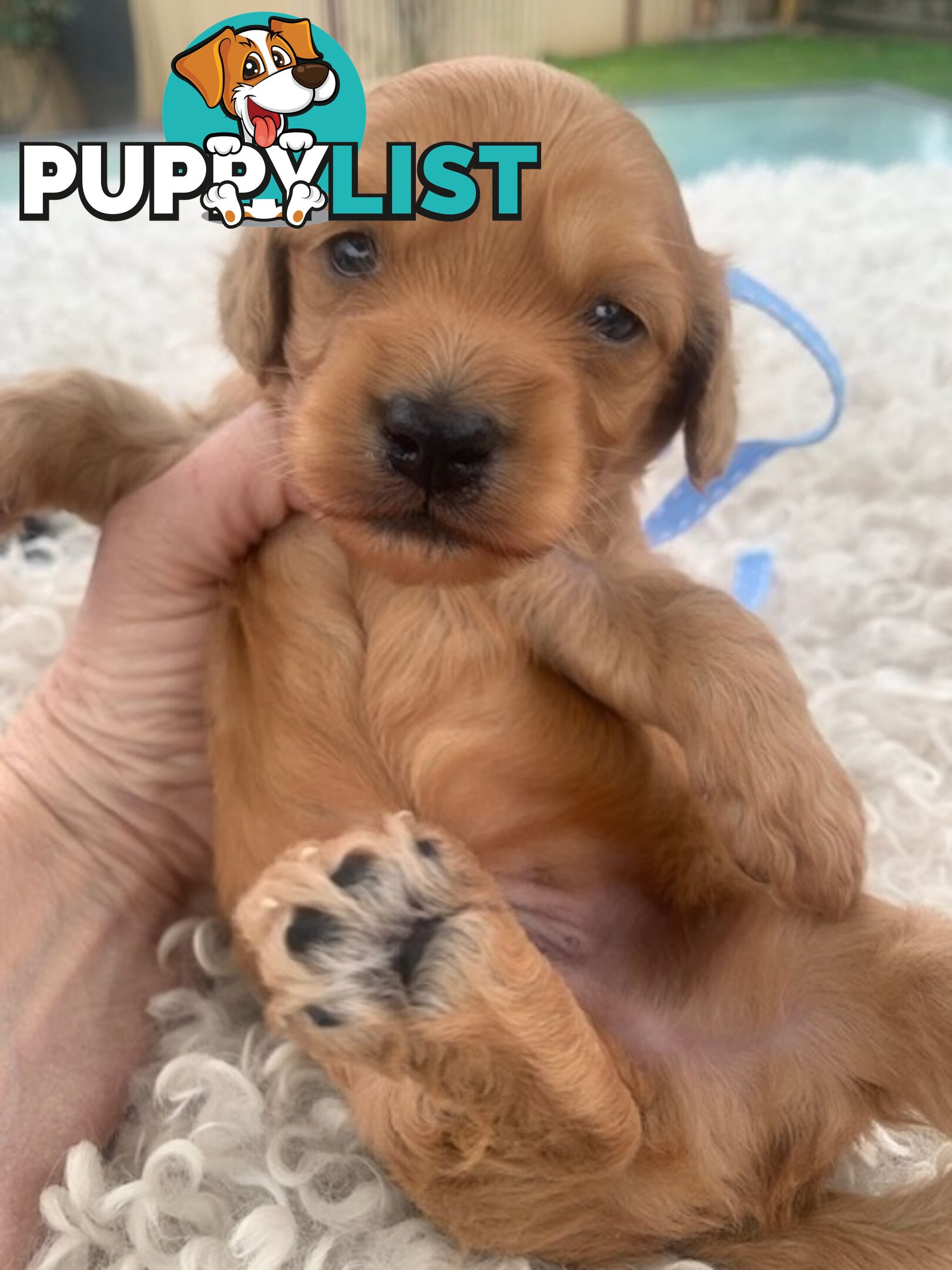 Cutest Ever!! Doxiepoo Puppies - Gorgeous little Fluff Puffs!